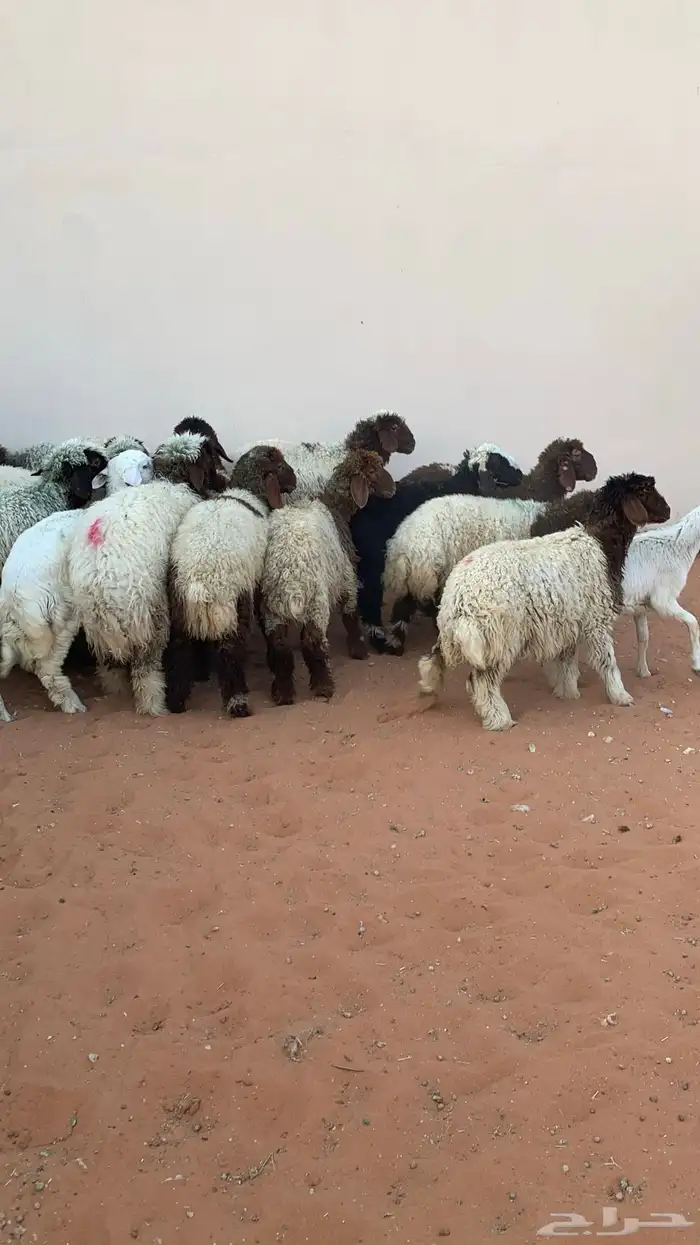 22 رخل نعيمي وحرية طيبه 9