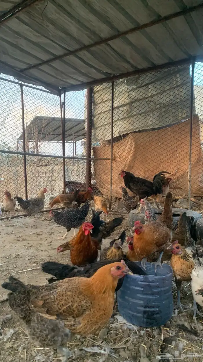 دجاج بلدي 0