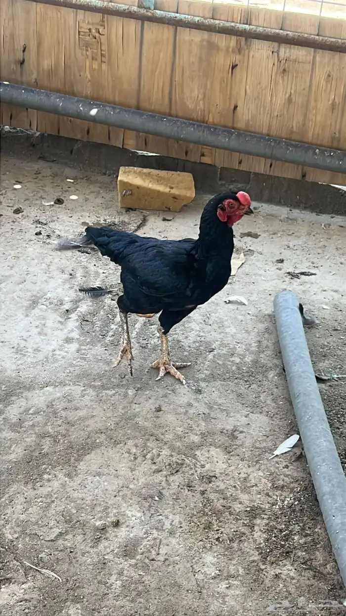 دجاج باكستاني 0