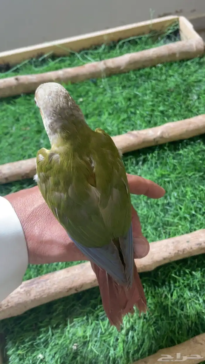 كنيور وليف فرخ ( تم البيع ) 6