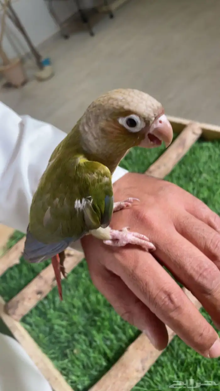 كنيور وليف فرخ ( تم البيع ) 2