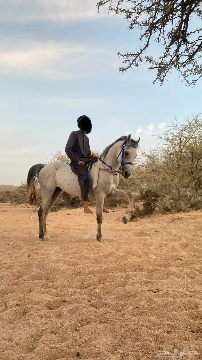 حصان 3