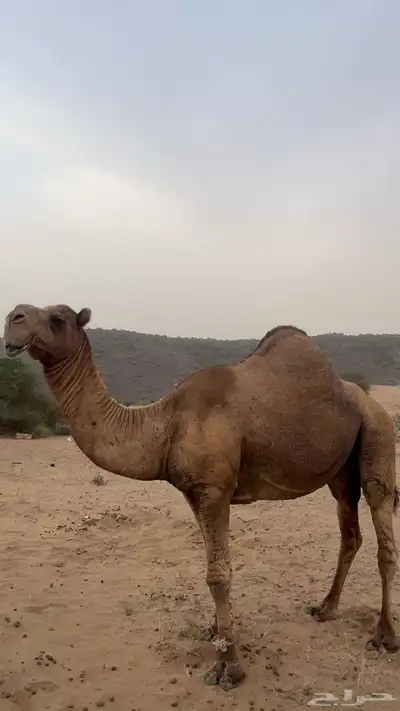 فحل باكستاني index