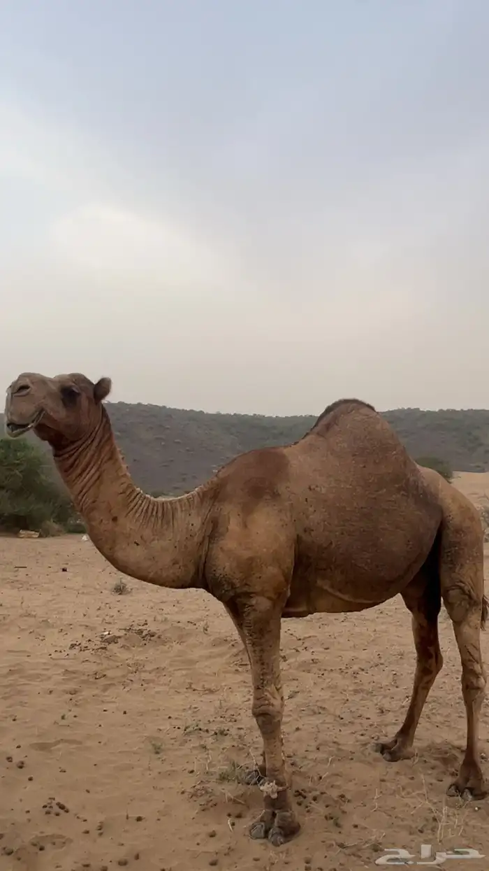 فحل باكستاني 0