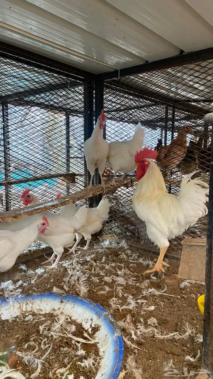 طقم دجاج تركي لون أبيض 0