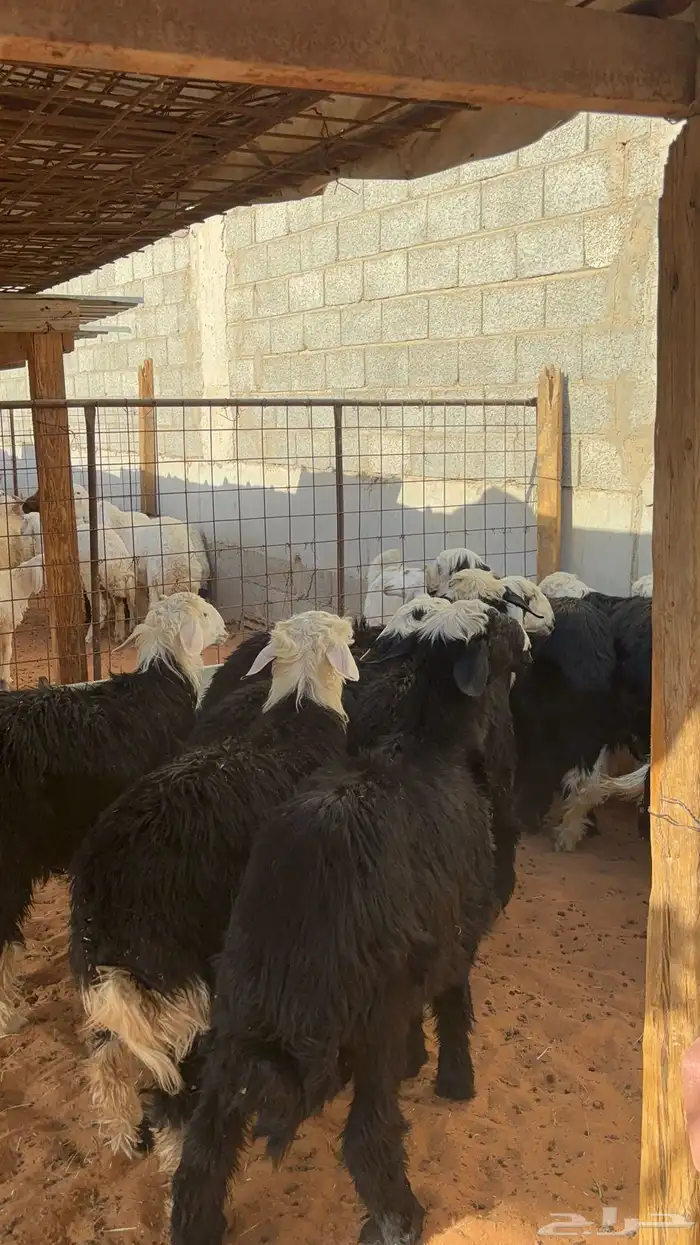 خرفان نجد ب 1450 3