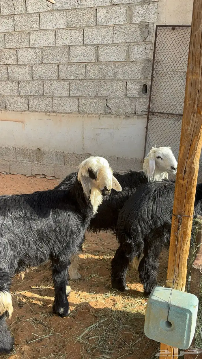 خرفان نجد ب 1450 6