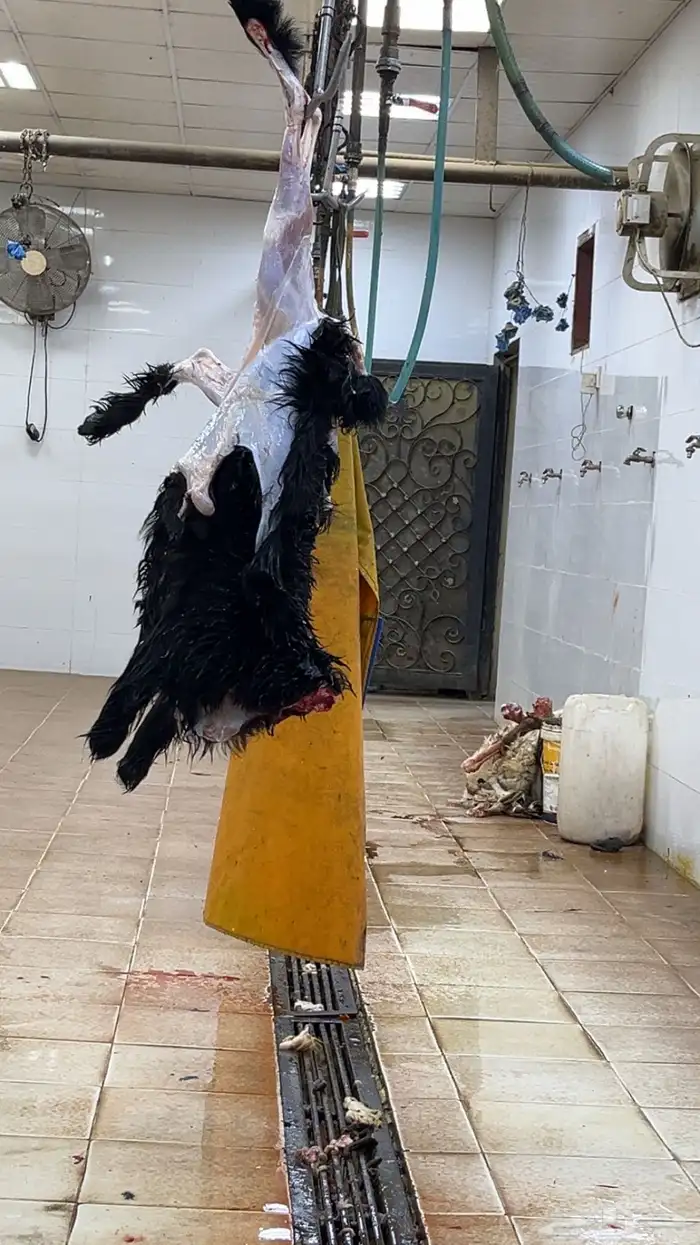 ذبايح طليان ذبائح حرية للبيع مع الذبح والتوصيل 6
