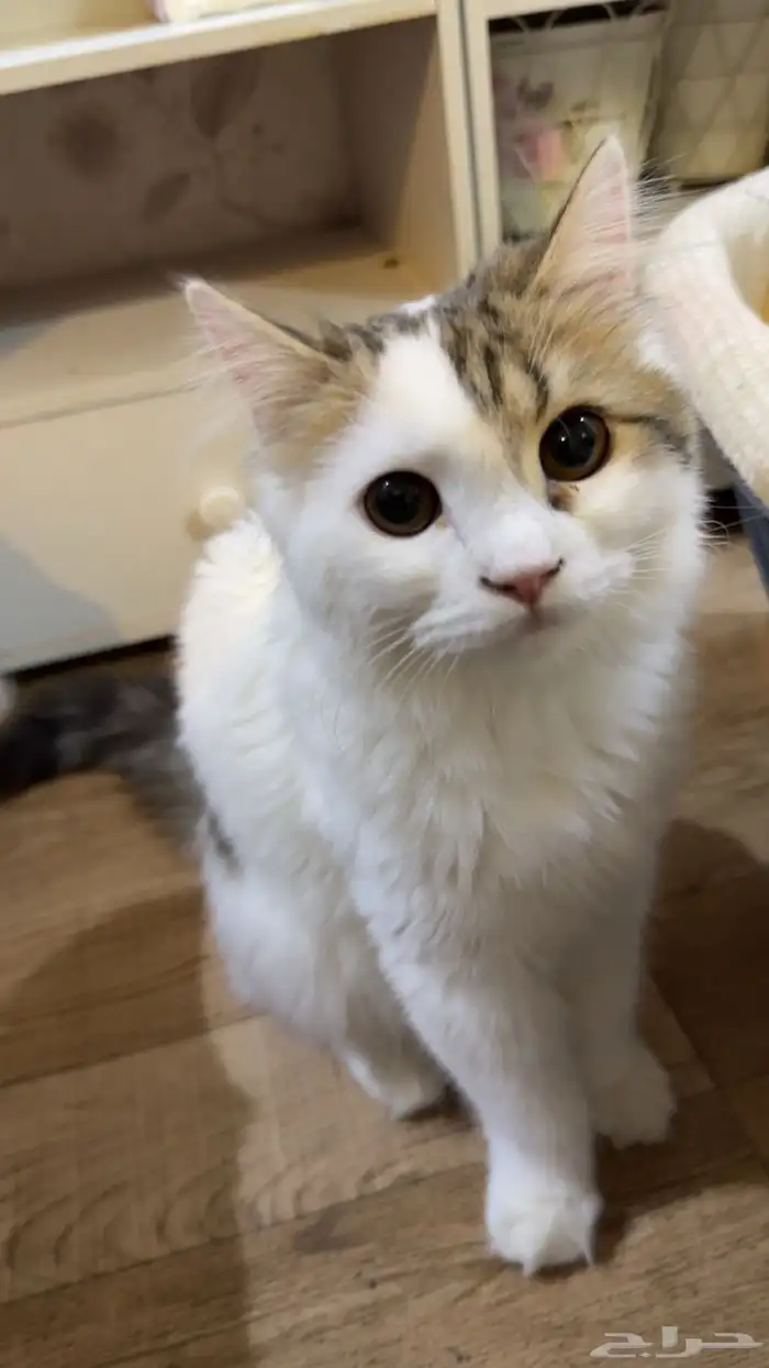 قطوه للتبني 1