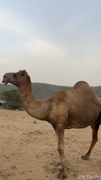فحل باكستاني index