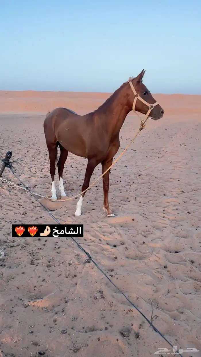 مهر شعبي كفو امه شعبيه وبوه شعبي و المهر طيب 3