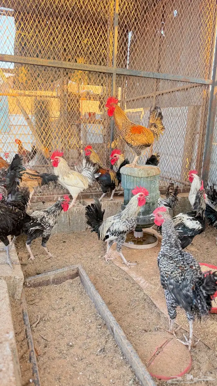 ديوك طيبه للبيع 0