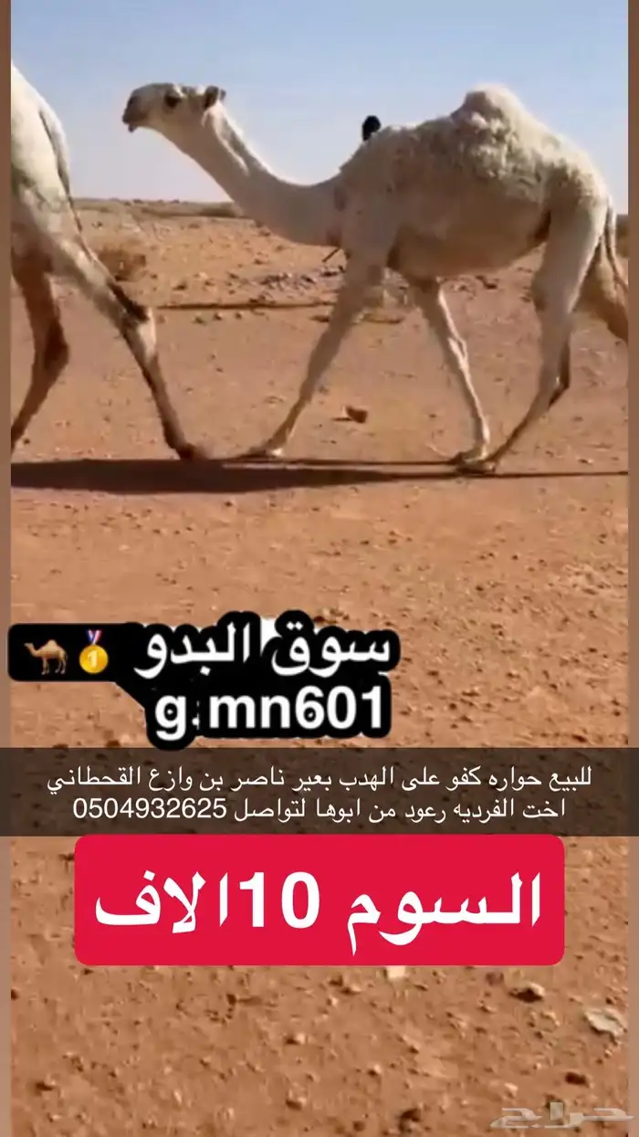 بكار كفو الموقع رماح 1