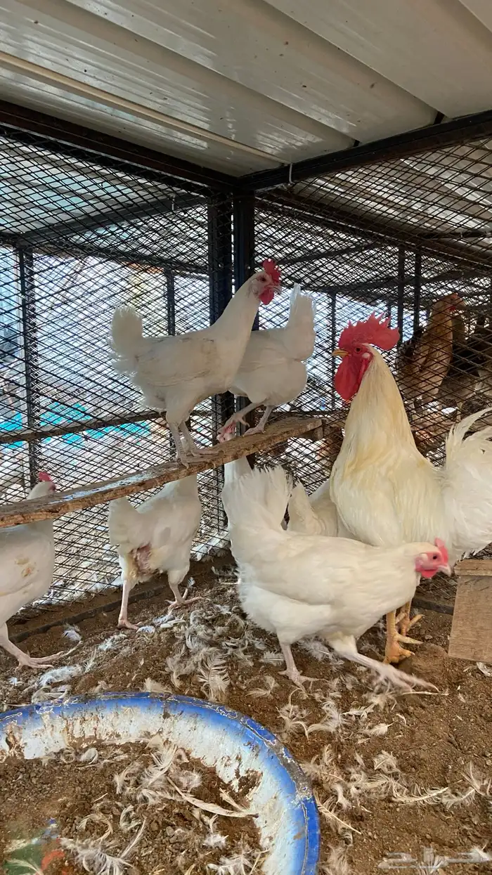طقم دجاج تركي لون أبيض 1