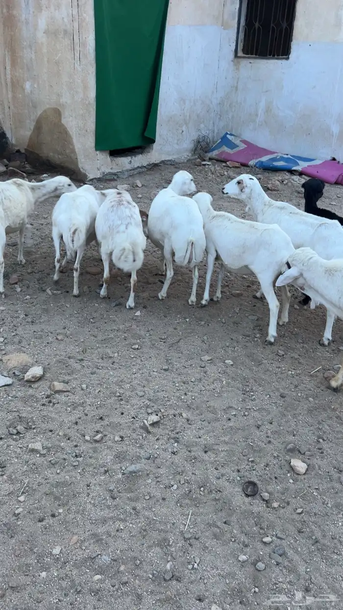 للبيع غنم صمع 2