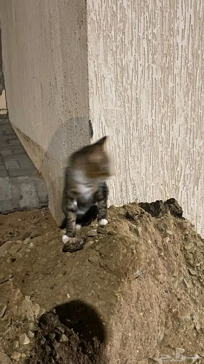 قط لقيته ضايع 0
