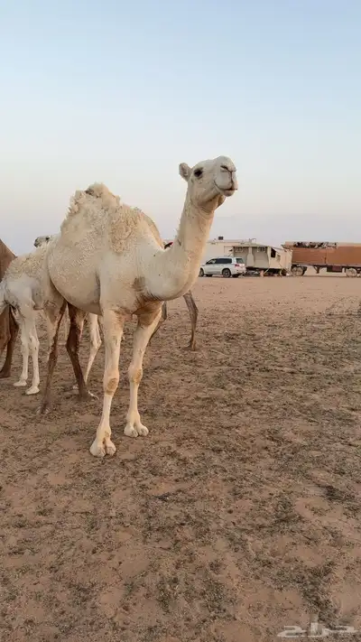 للبيع بكره رمانيه سنها جذعه 0