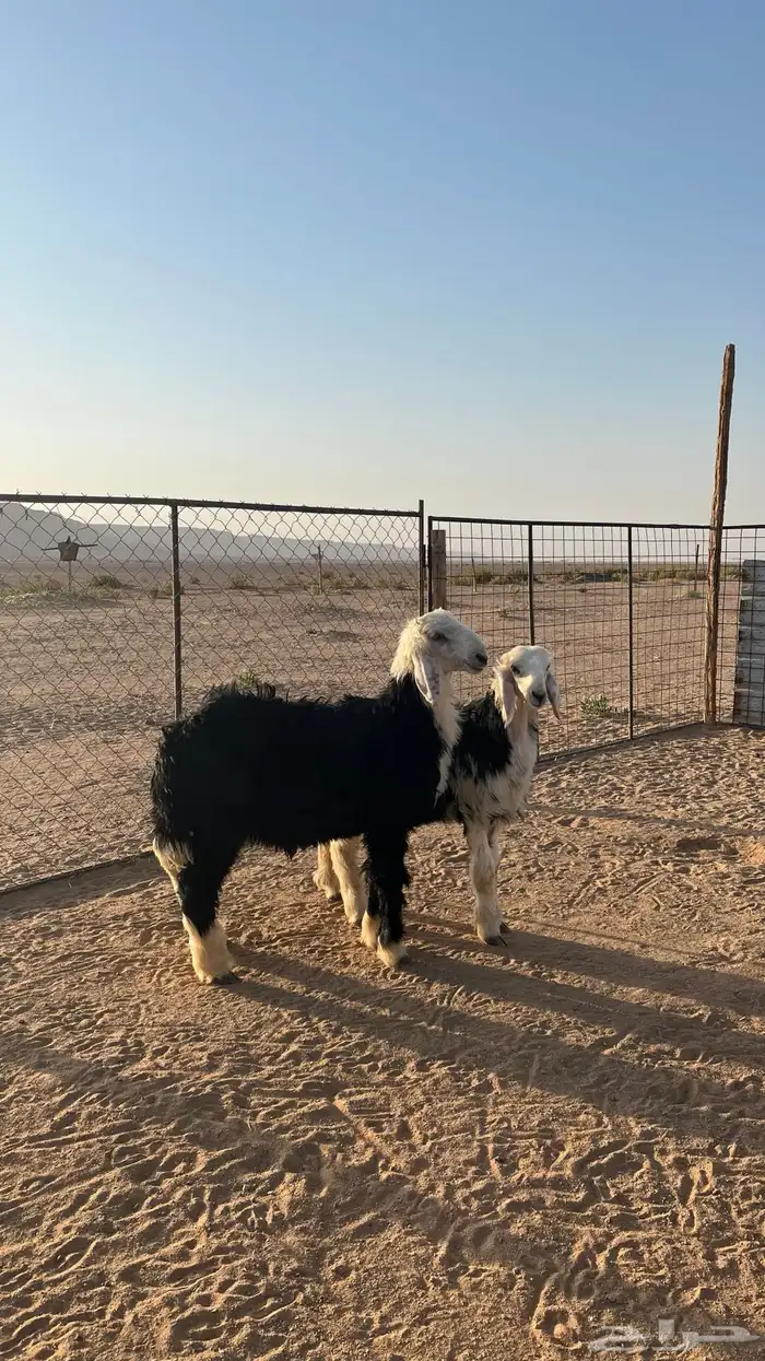 طليان نجدي 1