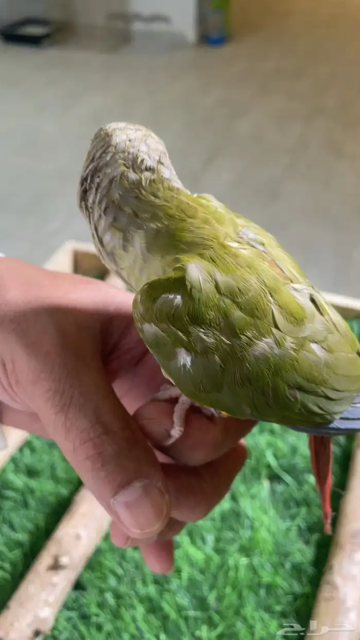 كنيور وليف فرخ ( تم البيع ) 5