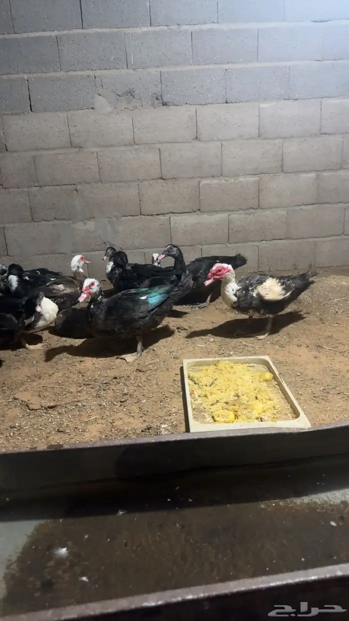 بط سوداني 1