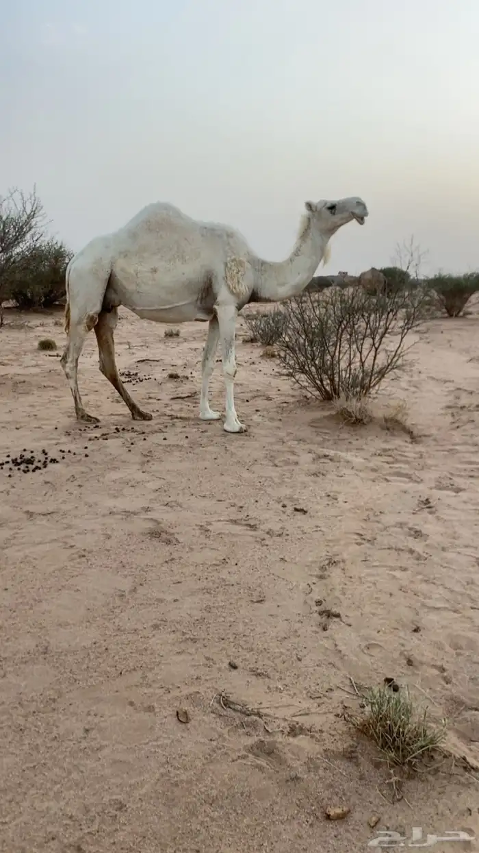 لقحه كفووو ام ثالث ملاقي ولقحه على باتلي منتج 0