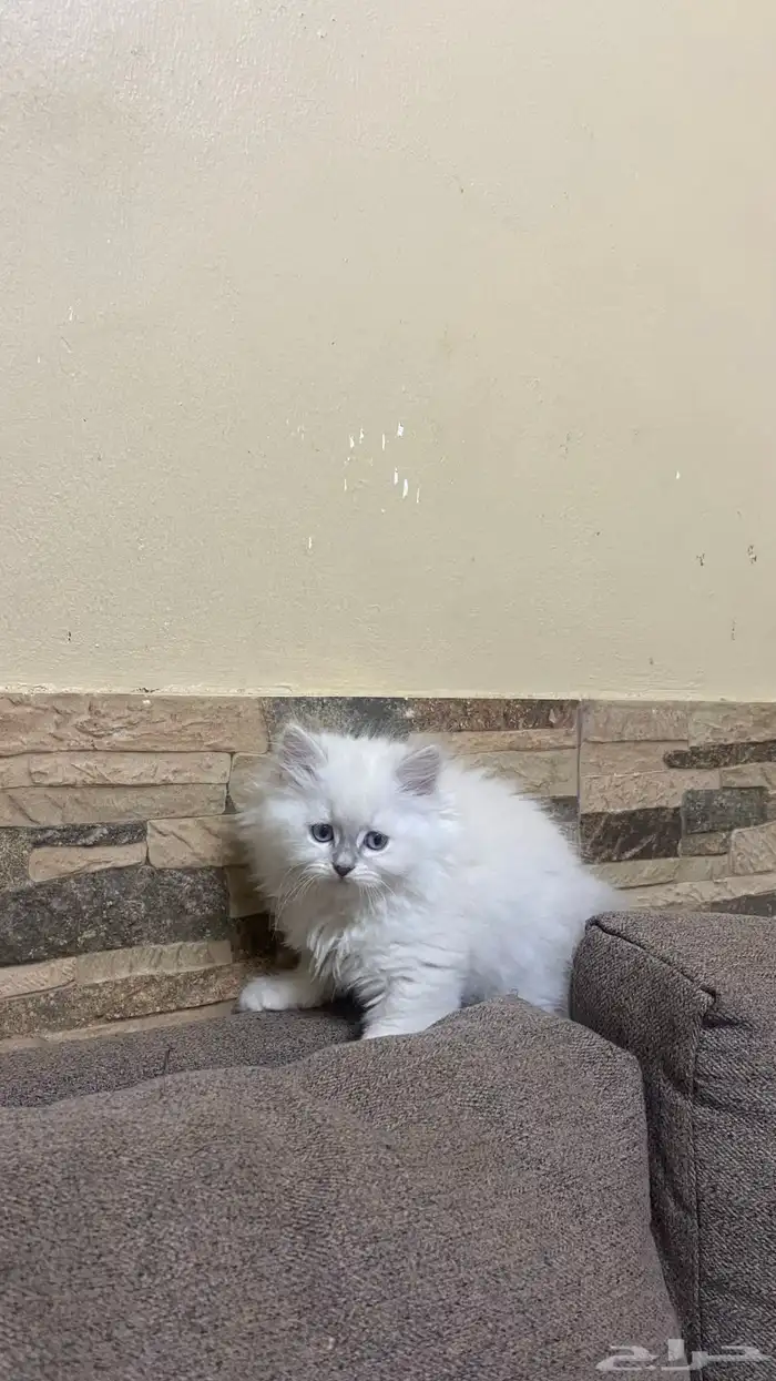 قط ذكر من فصيلة بيرشين هيمالايا (Persian Himalayan) 0