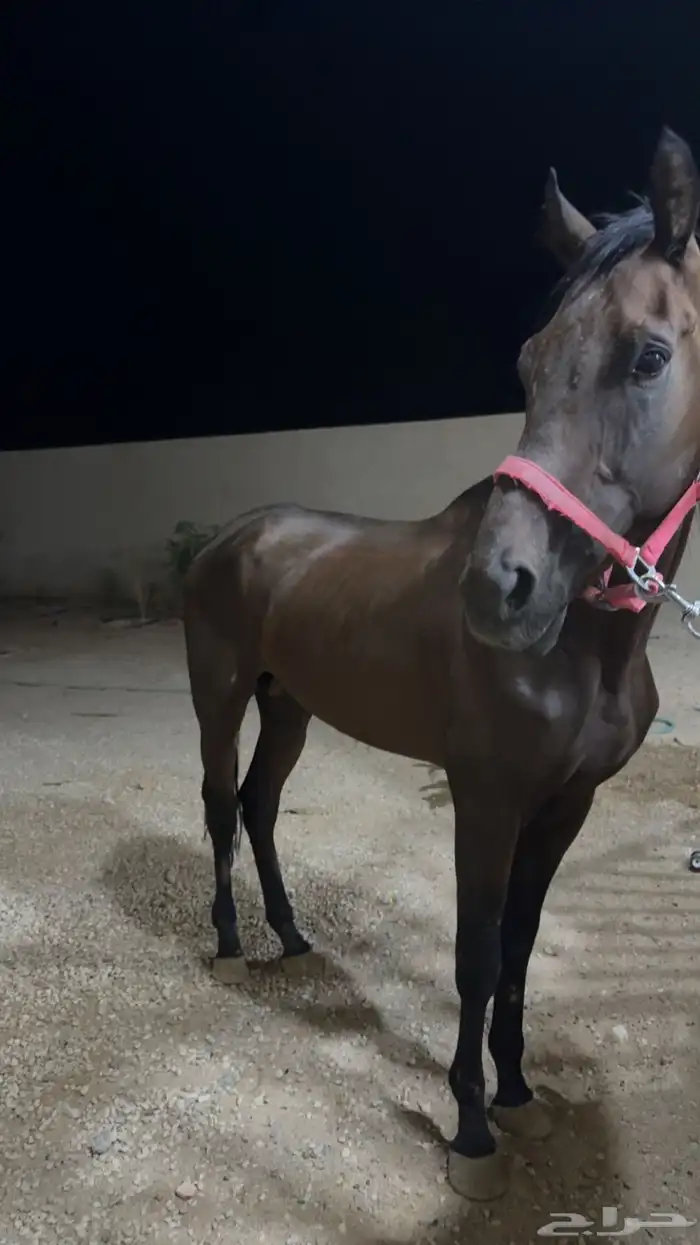 حصان النقليزي 1