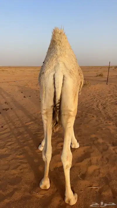 حشو طيبه index
