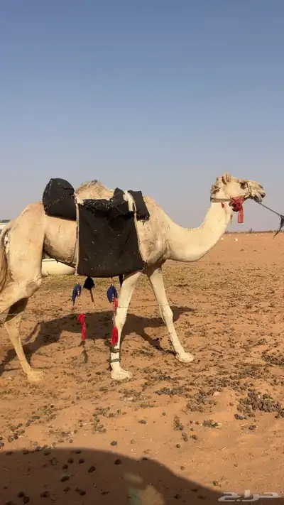 رحول ابل طيبه عوراء وباقي الطبوع على الشرط index