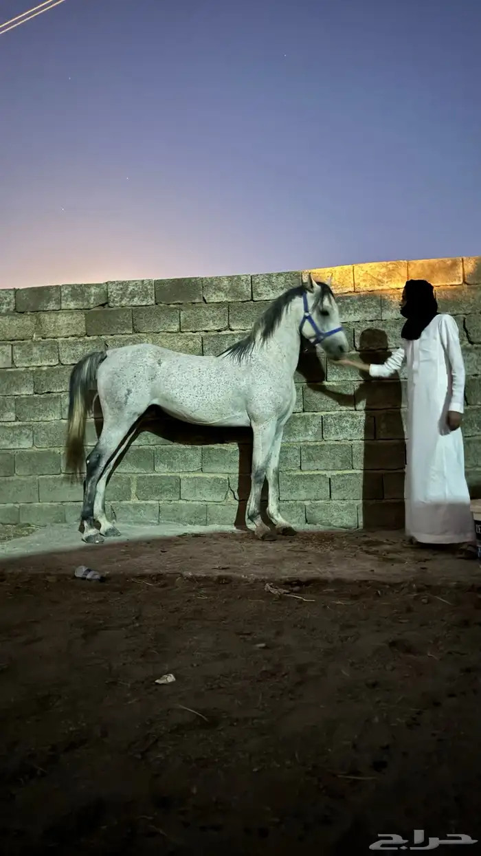 حصان 1