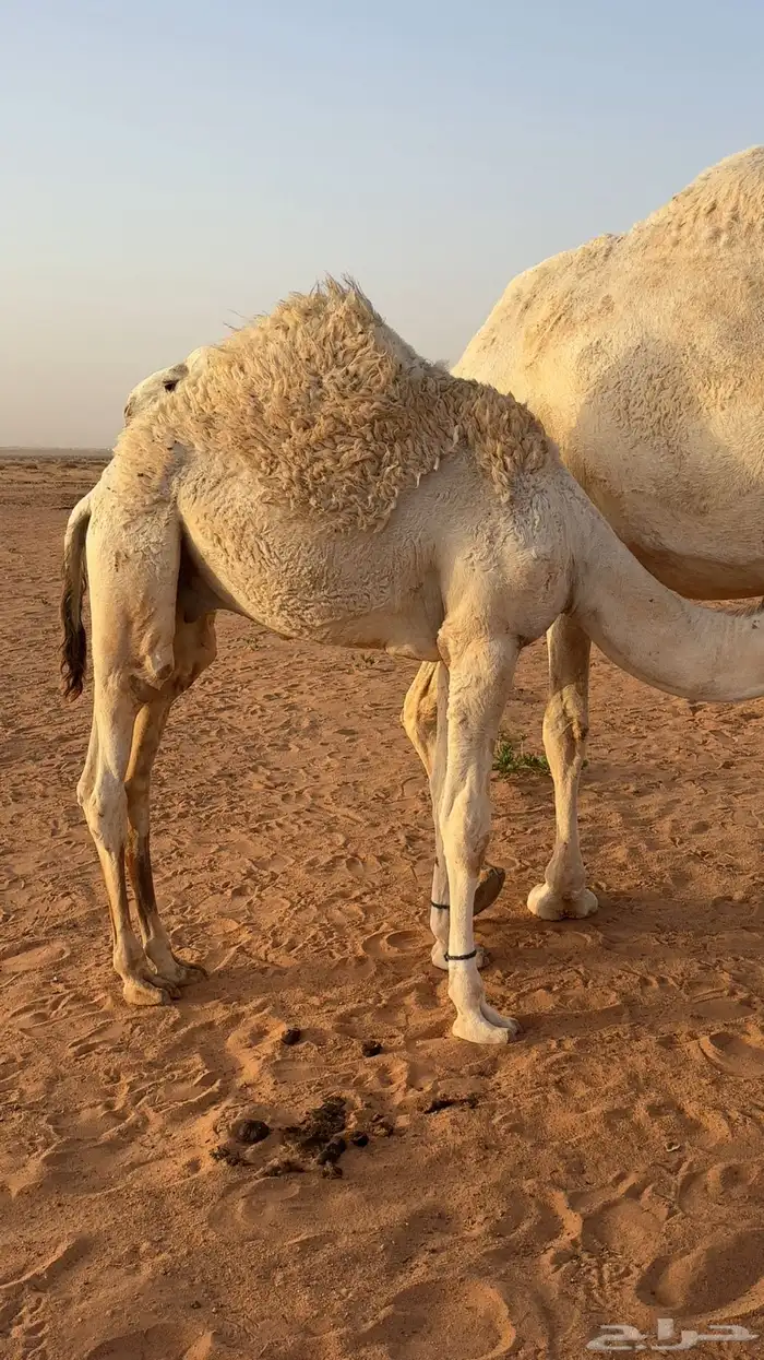 حشو طيبه 6