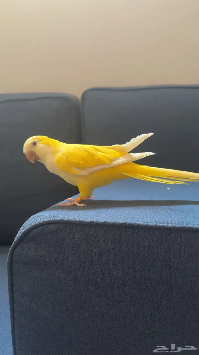 بغبغاء كويكر لاتينو اليف هدد 1