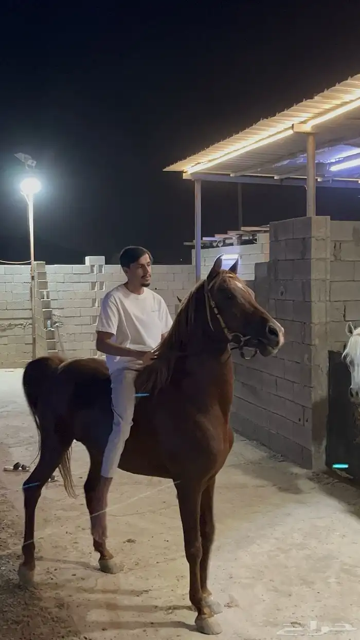 حصان سوري بيور 0