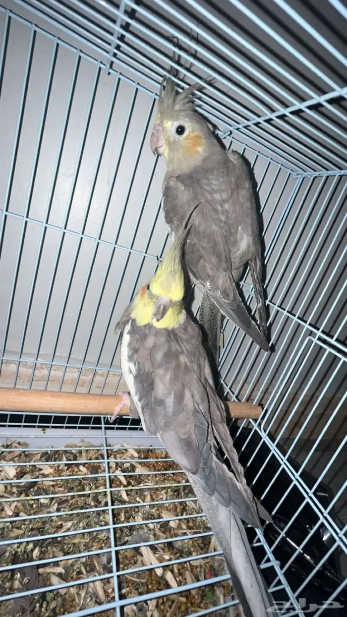 طيور كروان 1