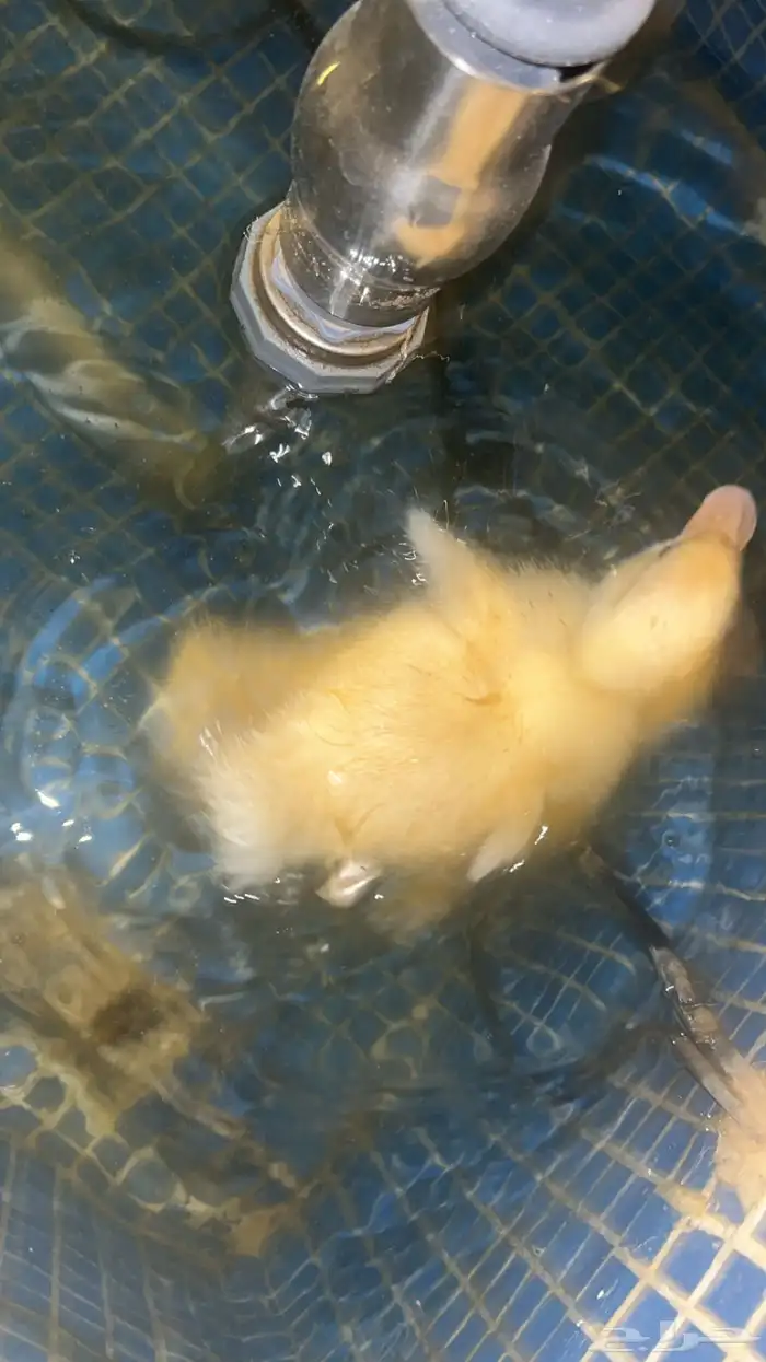 بط بكيني نضيف اليف للبيع 3