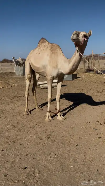 بكره ذلول اصيل ساس قوي index