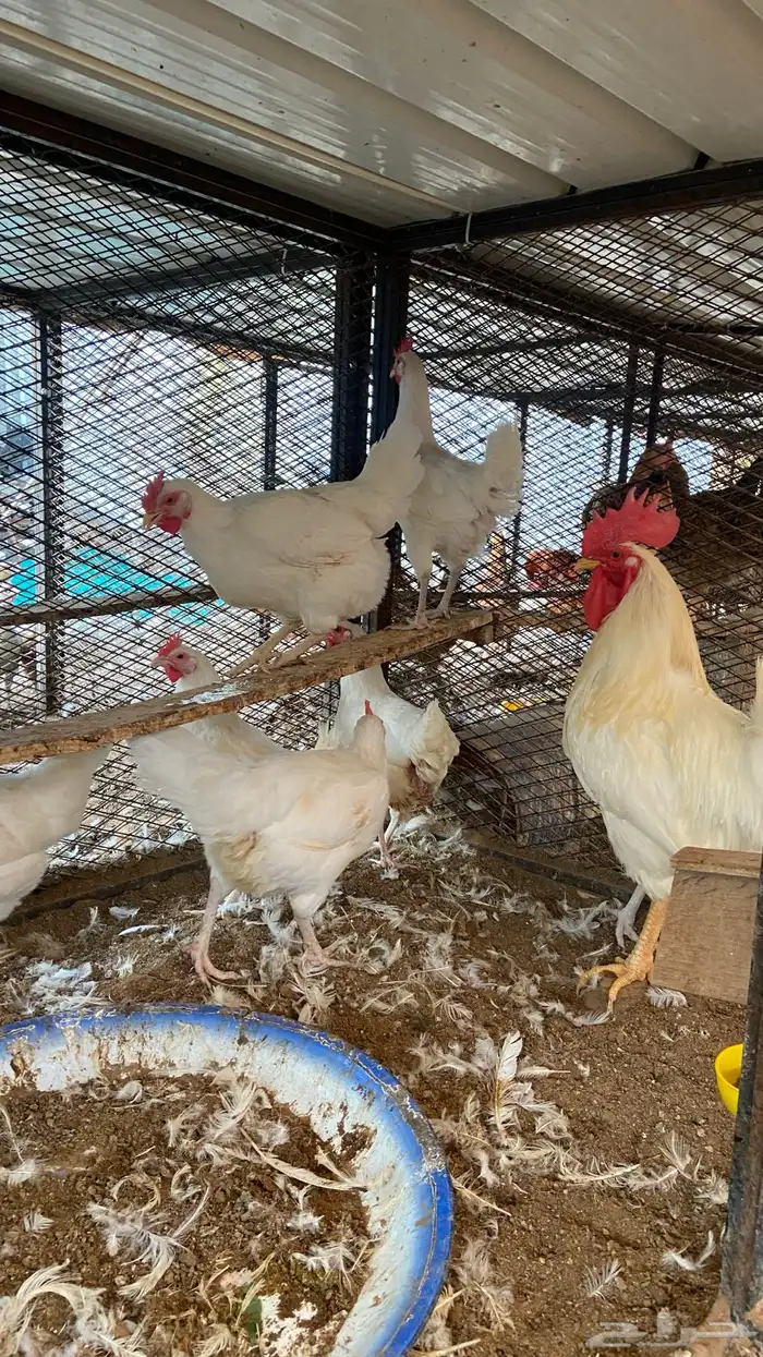 طقم دجاج تركي لون أبيض 2