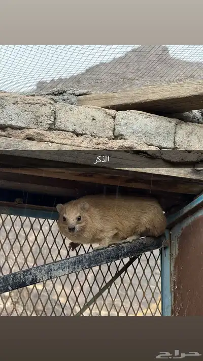 وبر ( وبران - وباره ) نجديه index
