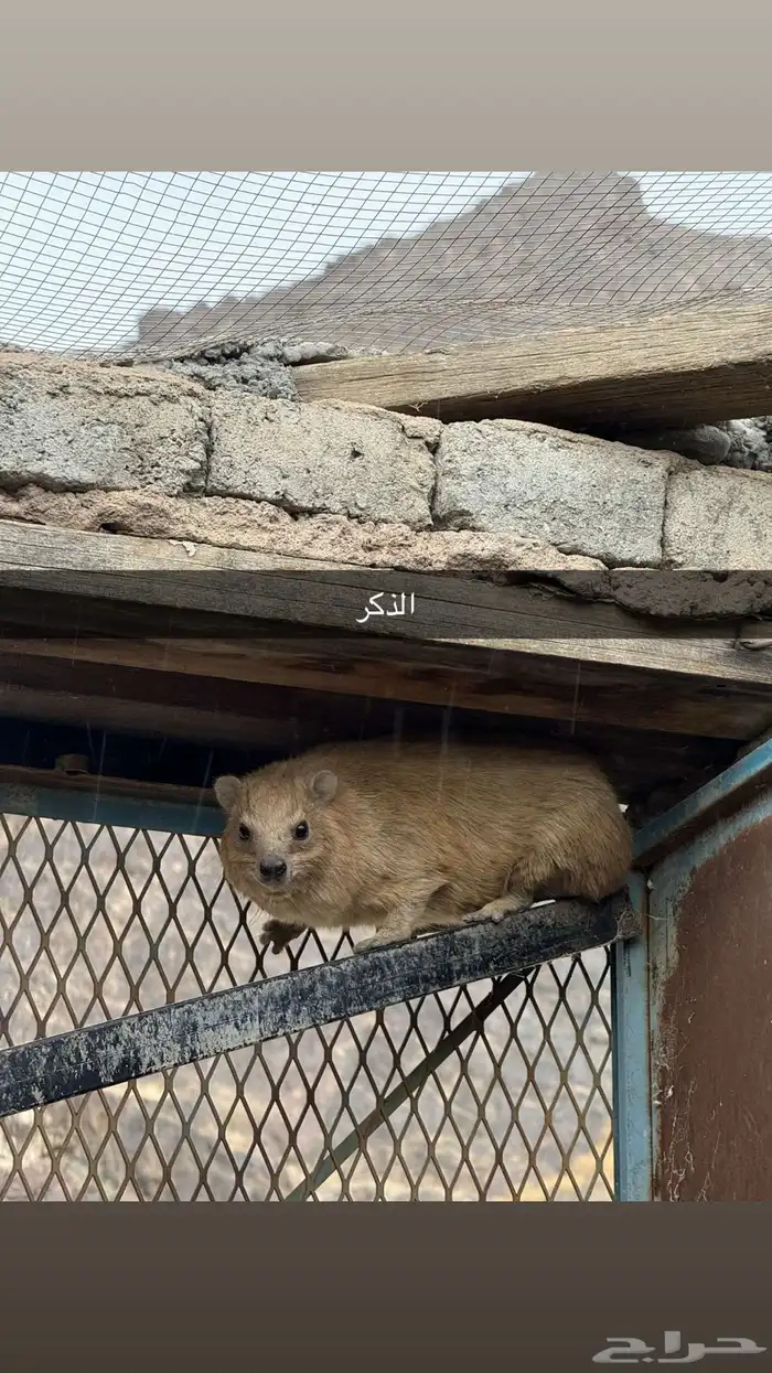 وبر ( وبران - وباره ) نجديه 0