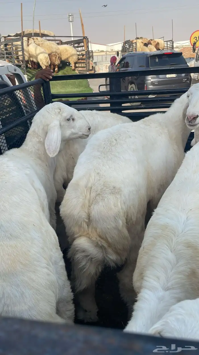 حريات وسواكن جذعان بيض وحمر ونعيم بلدي نضيفف 3