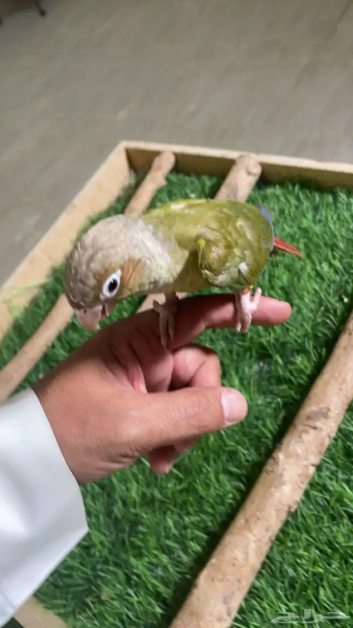 كنيور وليف فرخ ( تم البيع ) 1