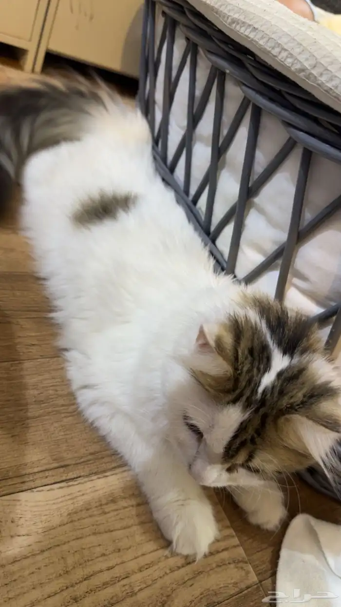 قطوه للتبني 4