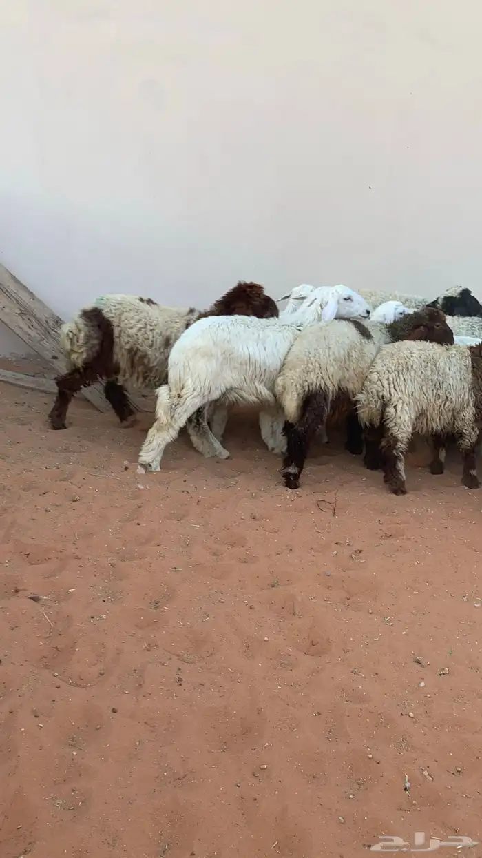 22 رخل نعيمي وحرية طيبه 7