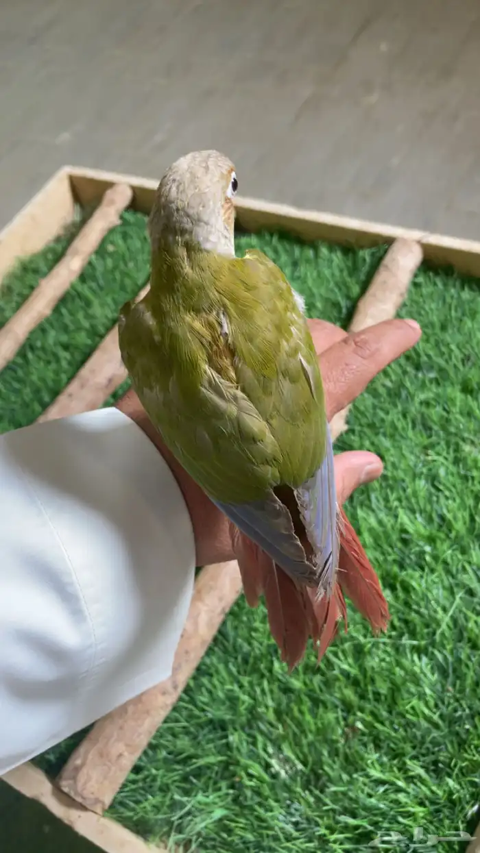 كنيور وليف فرخ ( تم البيع ) 3