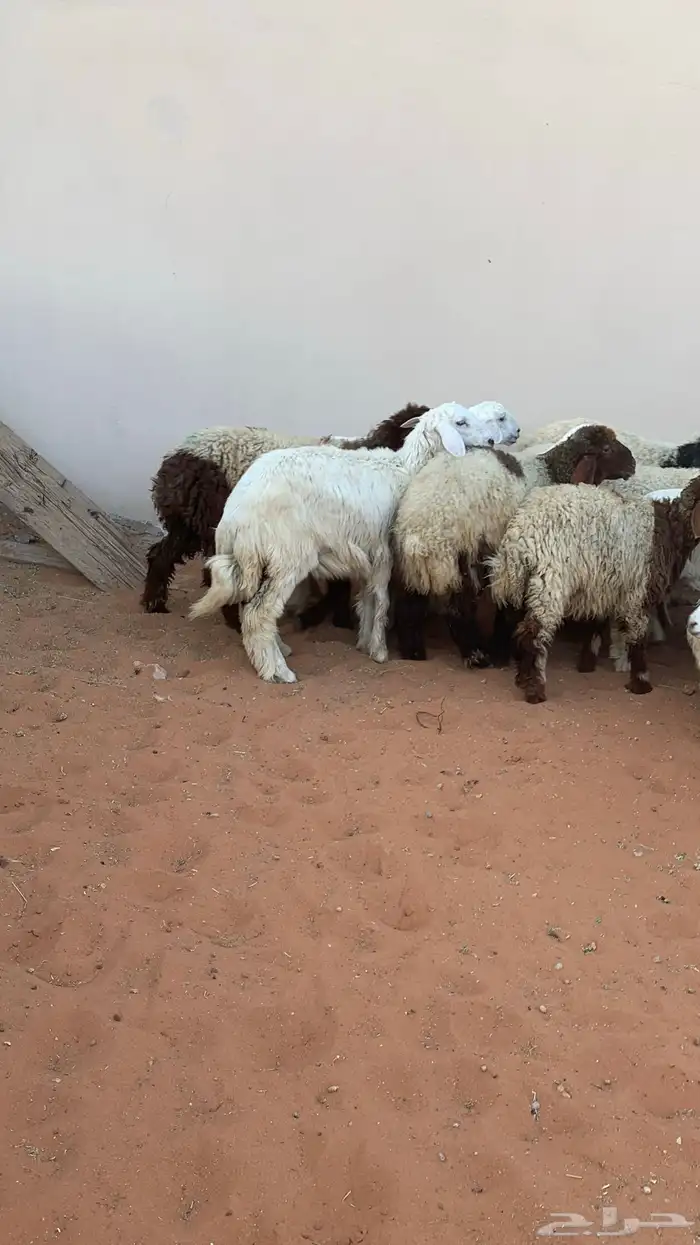 22 رخل نعيمي وحرية طيبه 6