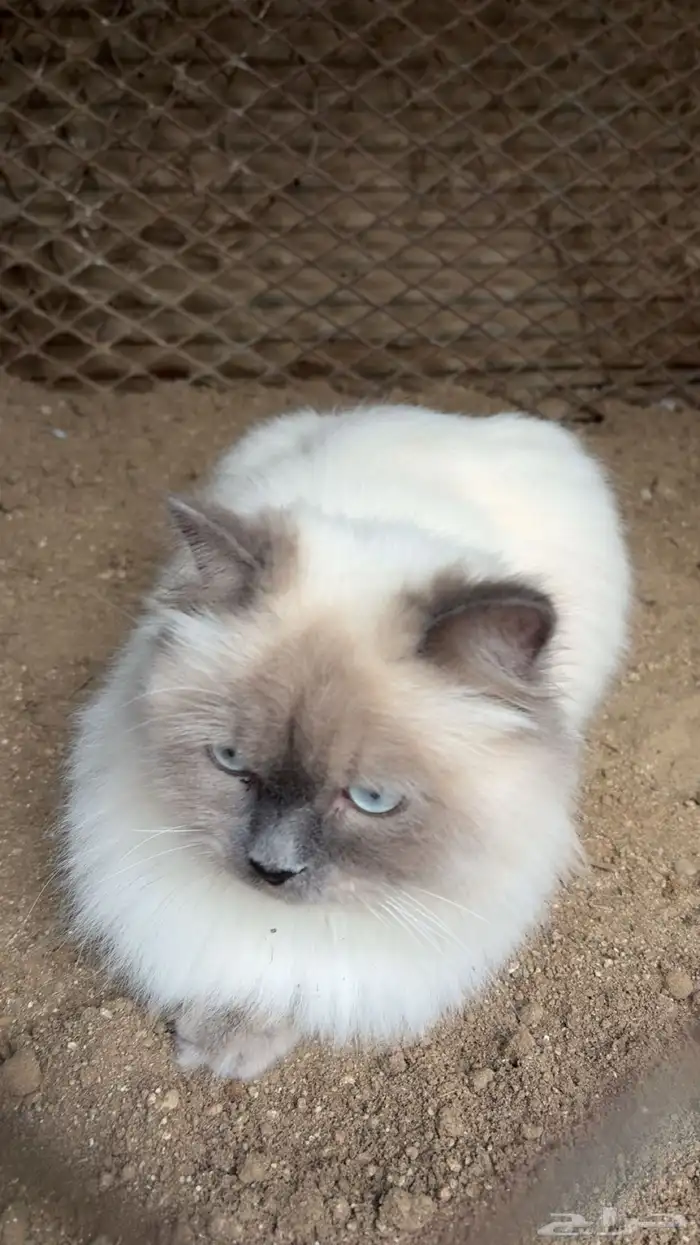 قط ذكر هملايا 2