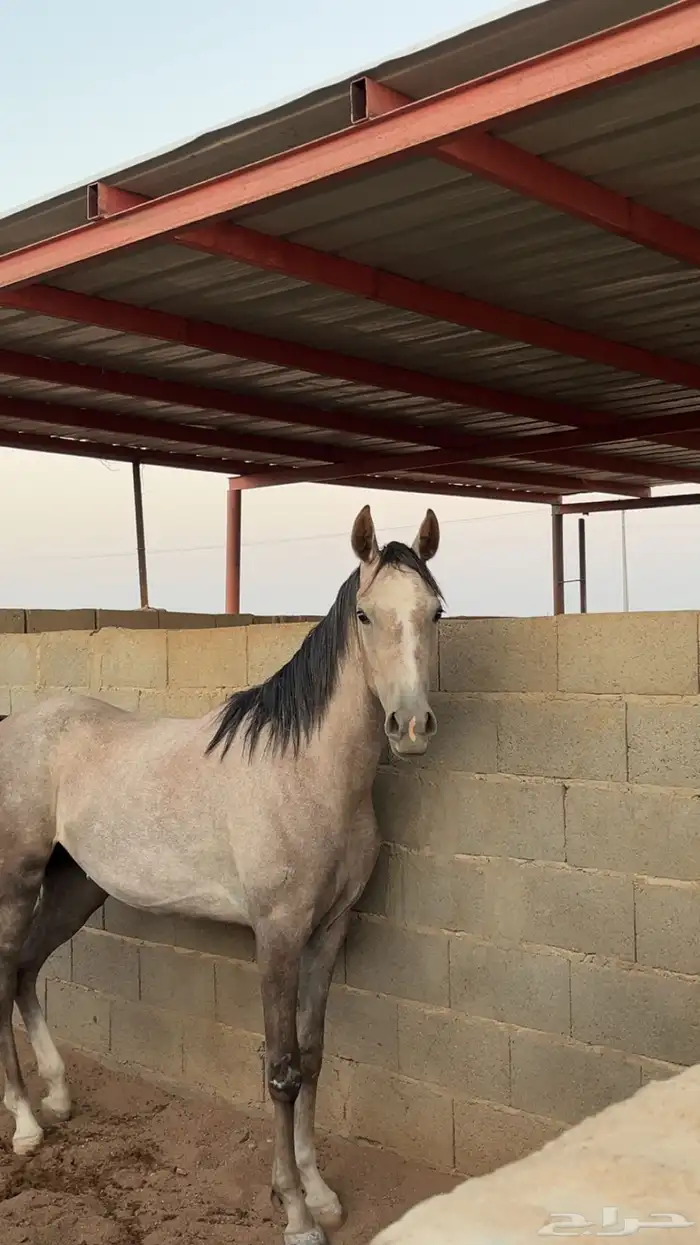 مهره شعبيه فاخره 1