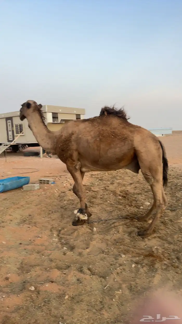 بعير شاق نابه 2