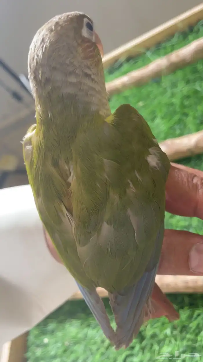 كنيور وليف فرخ ( تم البيع ) 7