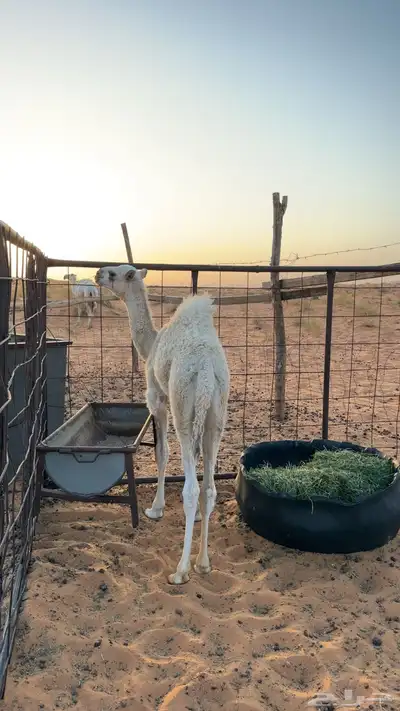 ناقه عشرا كفو قعود طيب index